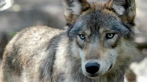 9­ ­k­u­r­t­ ­k­a­f­e­s­t­e­n­ ­k­a­ç­t­ı­,­ ­h­a­y­v­a­n­a­t­ ­b­a­h­ç­e­s­i­ ­k­a­p­a­t­ı­l­d­ı­